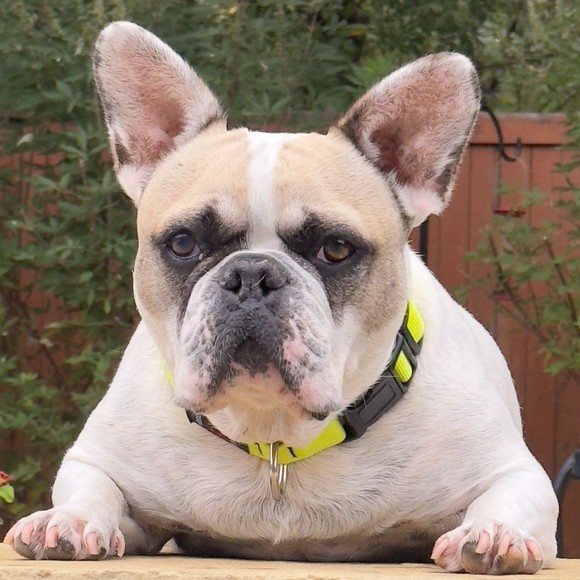 stevethebulldog